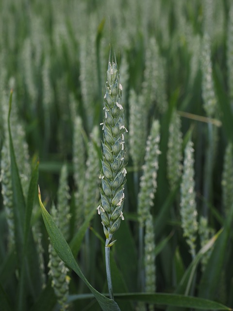 wheat CIMA
